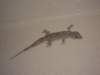 dscn2855_small.jpg